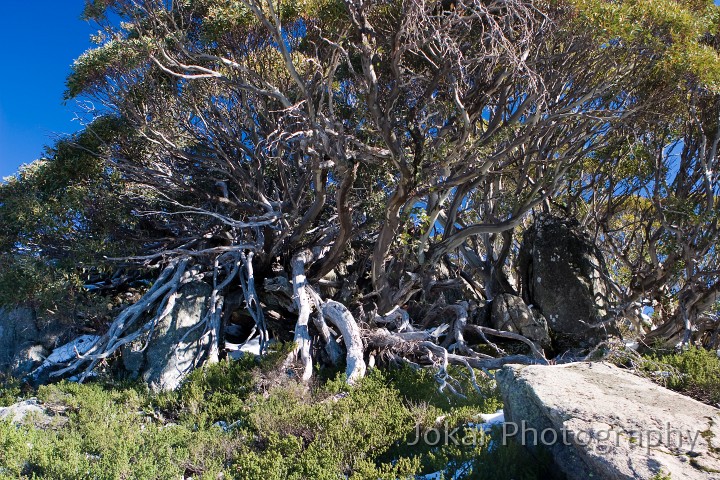 Kangaroo Ridge_20070527_011.jpg